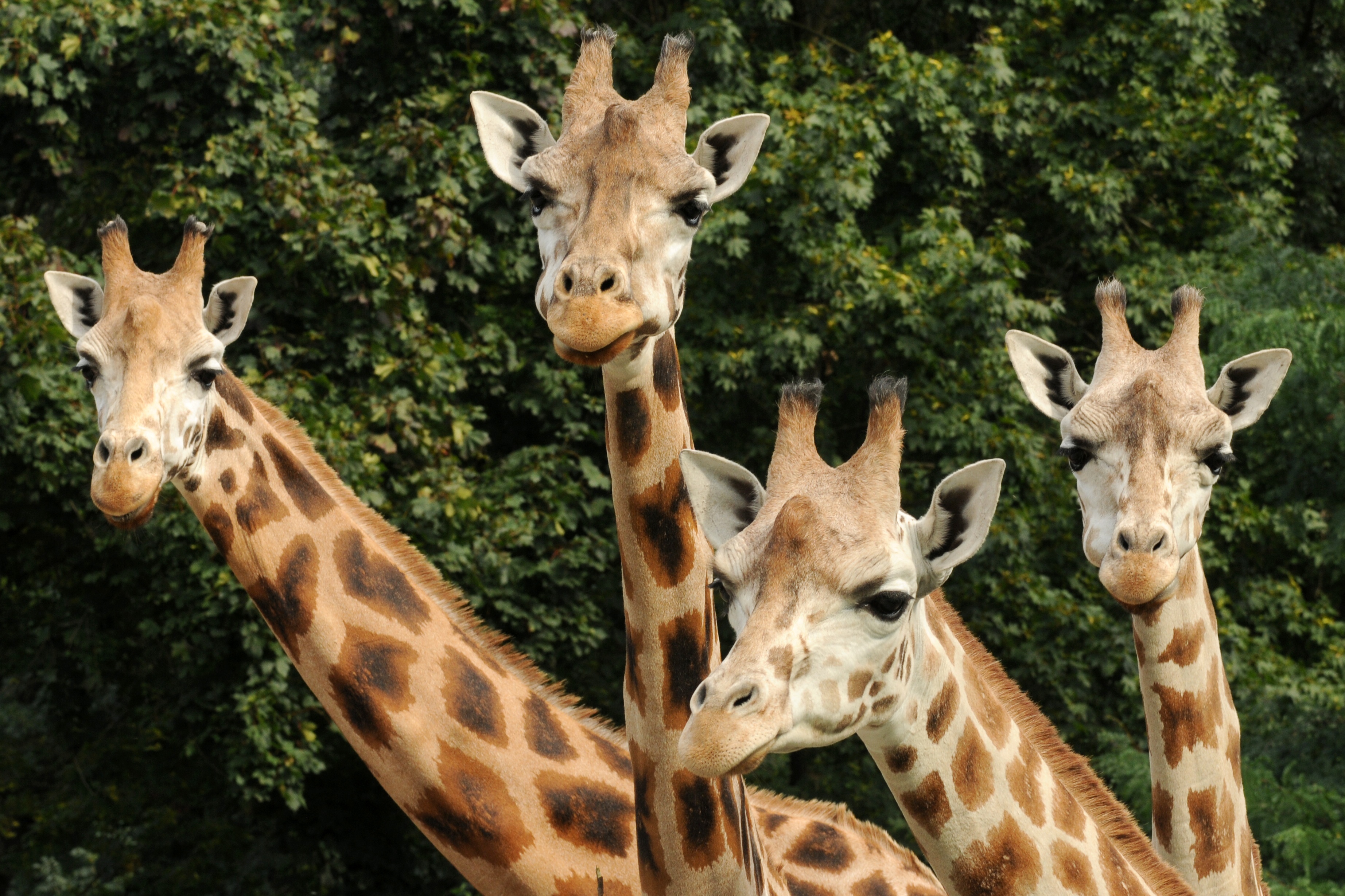 Zoologická zahrada Olomouc