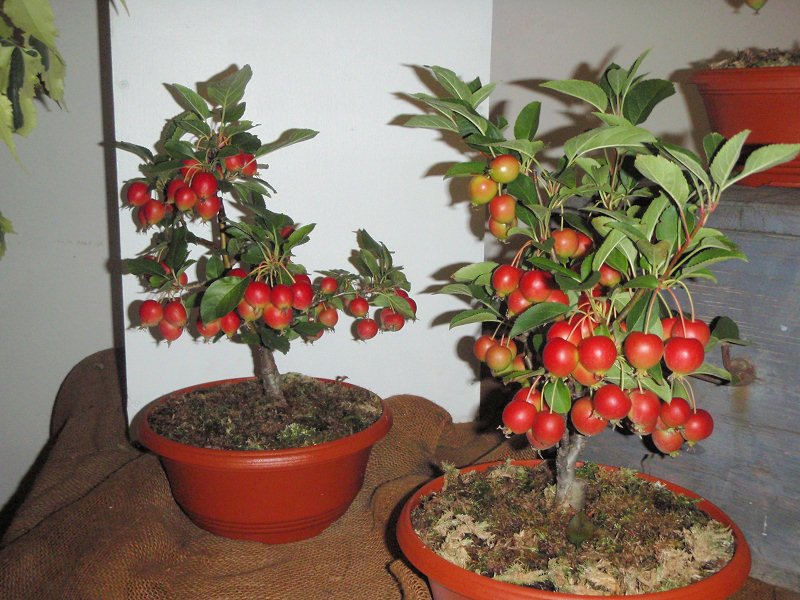 zahradaech2011expoziceasopisuzahrdkpavilong2.jpg