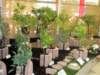 zahradaech2011expozicezspavilond5_small.jpg