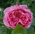 obr1