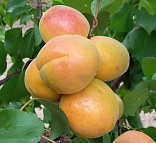 Obr: 2728.jpg