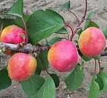Obr: 2729.jpg