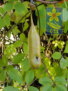 akebia plod
