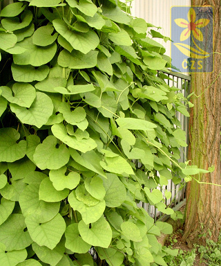 Aristolochia