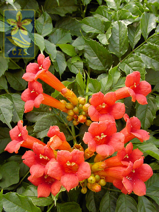 campsis radicans