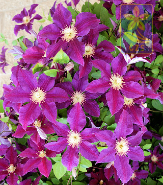 Clematis