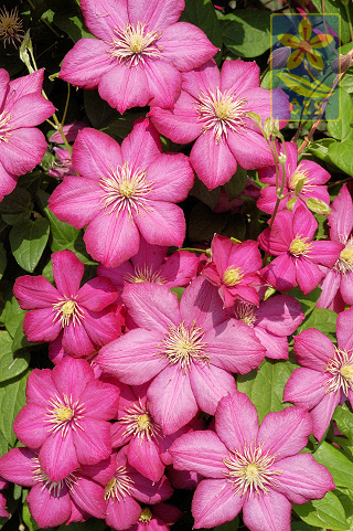 clematis