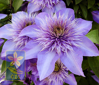Clematis-detail