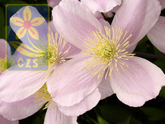 Clematis montana