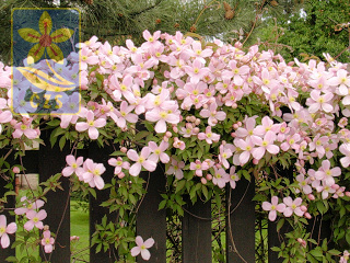 Clematis montana