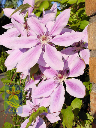 clematis