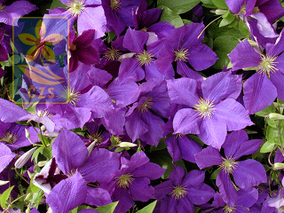 Clematis x jackmanii