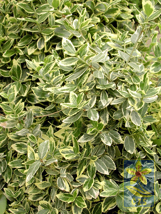 Euonymus_fortuneiEmerald Gaiety
