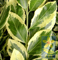Euonymus_fortunei