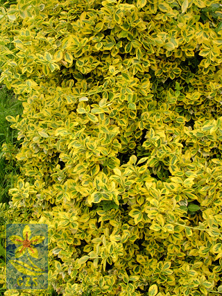 Euonymus fortunei Emerald Gold