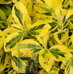 euonymus_fortunei_emerald_gold_detail
