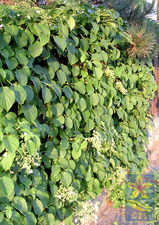 hydrangea petiolaris