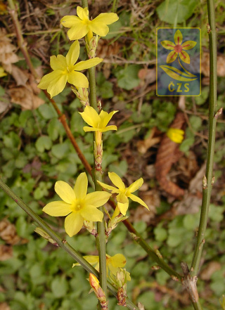 jasminum_nudiflorum.jpg.