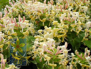 Lonicera_caprifolium
