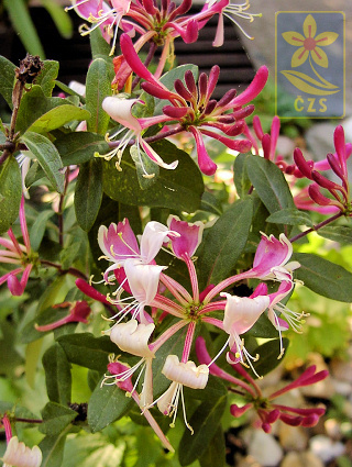 Lonicera periclymenum