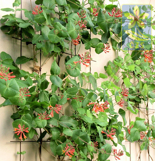lonicera_x_brownii