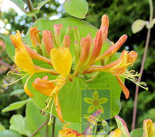 Lonicera x tellmanniana