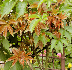 parthenocissus_quinquefolia
