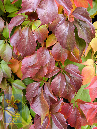 Parthenocissus quinquefolia