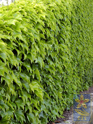 Parthenocissus tricuspidata