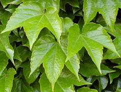 Parthenocissus tricuspidata