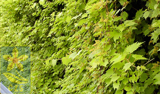 vitis_riparia