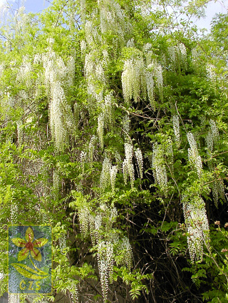 wisteria