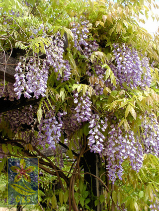 Wisteria hybrida