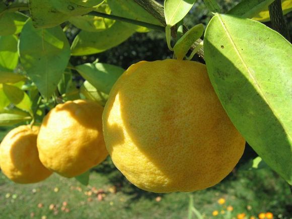 Citrusari (Jeho plody, šťavnatou dužinou, barvou chutí) Citrusari