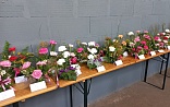 Obr: 5227.jpg