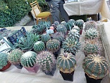 Obr: 5172.jpg