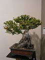 Obr: 12060.jpg