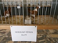Obr: 8818.jpg