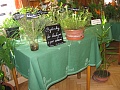 Obr: 34695.jpg