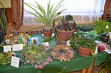 Obr: 43042.jpg