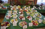 Obr: 43045.jpg