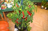Obr: 43047.jpg