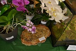 Obr: 45544.jpg