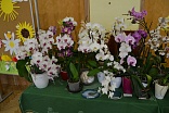 Obr: 45551.jpg