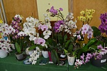 Obr: 45552.jpg