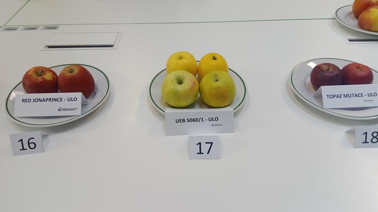 Obr: 42337.jpg