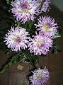 Obr: 12186.jpg