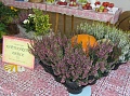 Obr: 12309.jpg