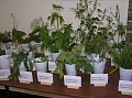 Obr: 12446.jpg