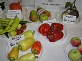 Obr: 12906.jpg